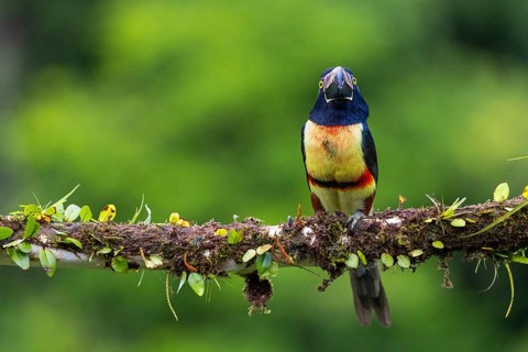 Collared Aracari (Pteroglossus torquatus), Toucans (Ramphastidae), Laguna del Lagarto Lodge,