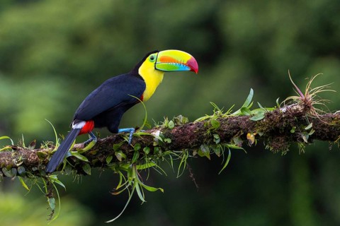 Fishing Toucan (Ramphastos sulfurantus), Toucans (Ramphastidae), Laguna del Lagarto Lodge,
