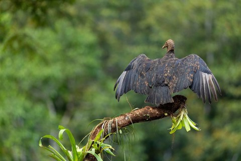 Raven vulture (Coragyps atratus), vulture birds (Aegypiinae), Laguna del Lagarto Lodge, Alajuela,