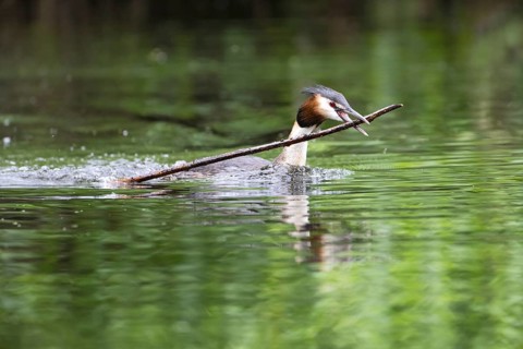 Great Crested Grebe (Podiceps cristatus), Nettetal, Germany, Europe