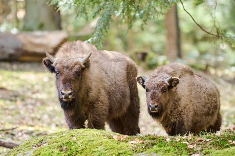 European bison (Bison bonasus) youngsters in a forest in spring, Bavarian Forest, Germany, Europe