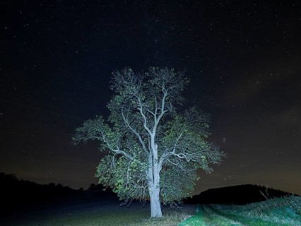 Milky Way and star covered sky in October at night, with an solitary Common Ash tree (Fraxinus