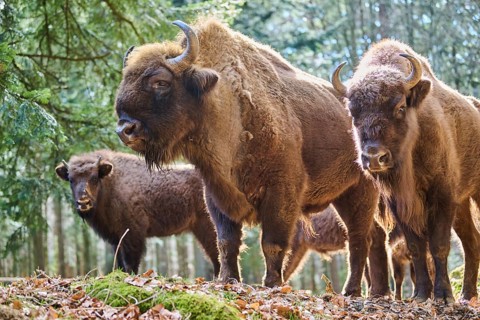European bison (Bison bonasus) in a forest in spring, Bavarian Forest, Germany, Europe