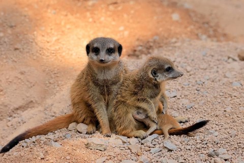Tiger nut (Suricata suricatta), adult, two adults, juvenile, newborn, baby, social behaviour