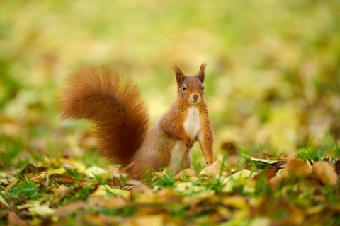 Eurasian squirrel (Sciurus vulgaris), standing in a meadow full of autumn leaves with colourful