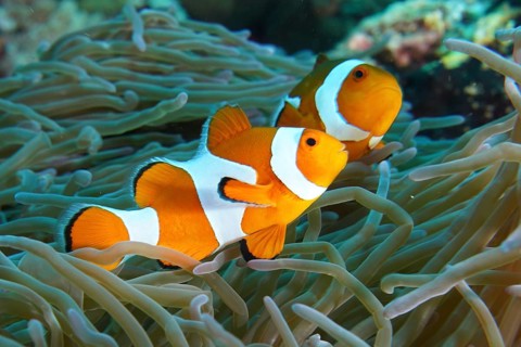 Two Ocellaris Clownfish (Amphiprion ocellaris) swimming synchronised through the tentacles of a sea