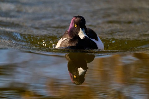 Tufted duck (Aythya fuligula), drake swimming on the water showing its reflection, spring, Bavaria,