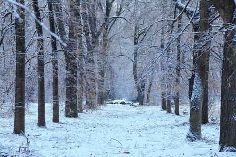 Section of the lime tree avenue (Tilia) Pieschener Allee in the snow in the morning, Ostragehege,