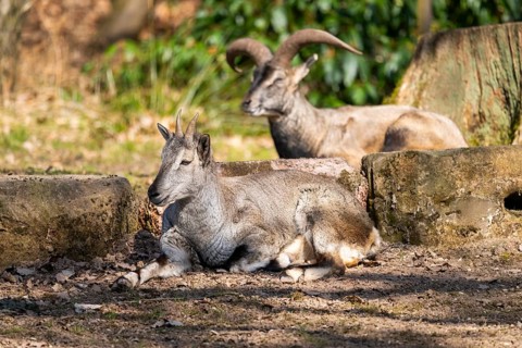 Two Bharal (Pseudois nayaur) lying on a rock on a sunny day in spring, captive, Germany, Europe
