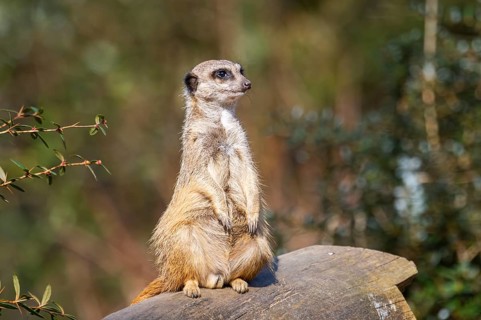 Meerkat (Suricata suricatta) standing sweet and curious in the desert, captive, occurrence Africa