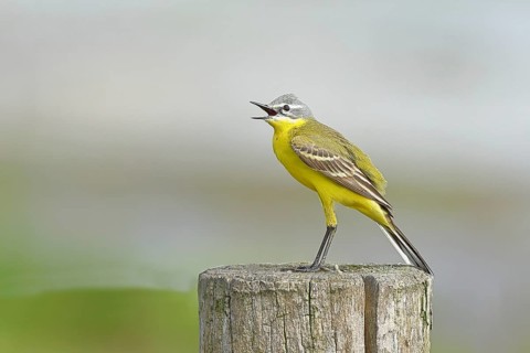 Yellow wagtail (Motacilla flava), singing on a pasture fence post, Dümmer, Lake Dümmer, Ochsenmoor,