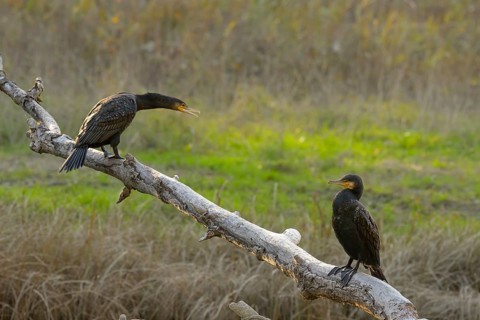 Cormorants (Phalacrocorax carbo), sitting, open beak, sun, Lower Austria