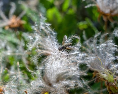 Clematis with fly, Villar-d'Arêne, Département Hautes-Alpes, France, Europe