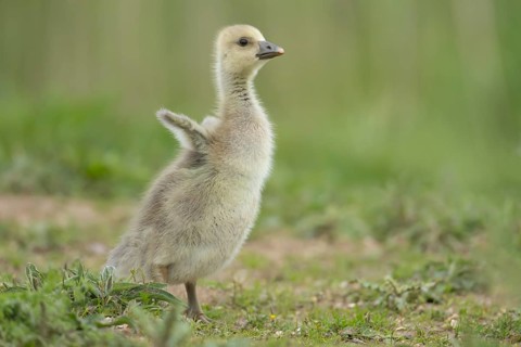 Greylag goose (Anser anser) juvenile baby gosling bird stretching its wings on grassland, England,