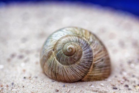 Empty snail shell in the sand, shell, spiral, shell, decoration, symbolic photo cycle of life, Tao,