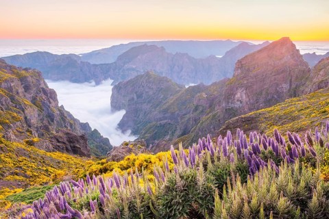 View from Pico do Arieiro of mountains over clouds with Pride of Madeira flowers and blooming