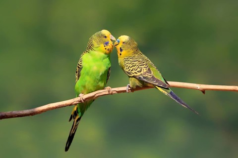 Budgerigar (Melopsittacus undulatus), adult, pair, male, female, two, in perch, courtship, social