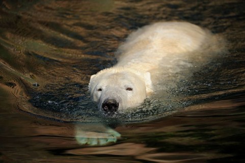 A polar bear swimming calmly on the water, polar bear (Ursus maritimus), captive
