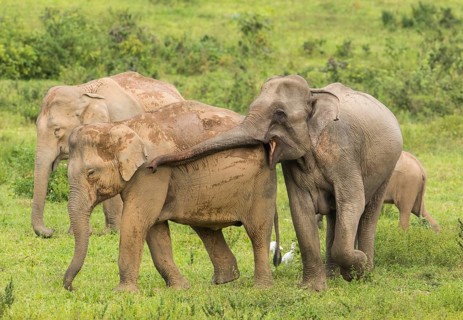 Indian elephants (Elephas maximus indicus), Khiri Khan, Hua Hin, Kui Buri National Park, Thailand,