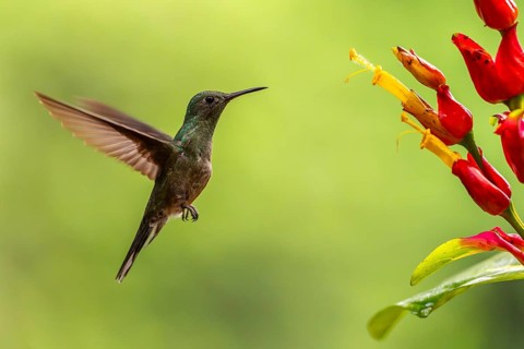 Brown-tailed Amazon (Amazilia tzacatl), Hummingbird (Trochilidae), Swiftbirds (Apodiformes), Laguna
