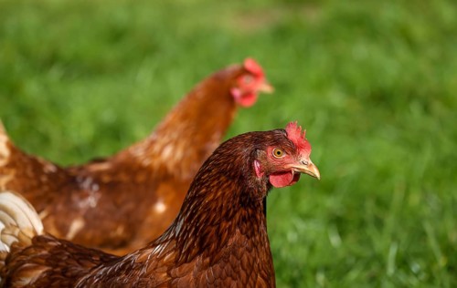 Wesel, North Rhine-Westphalia, Germany, Free-range organic chickens in a meadow in front of a