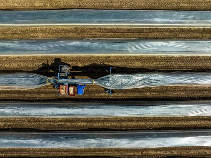 Wesel, North Rhine-Westphalia, Germany, Harvest workers from Eastern Europe harvest the first