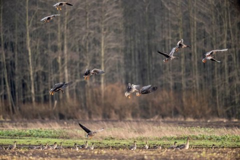 Bean geese (Anser fabalis), flying, Emsland, Lower Saxony, Germany, Europe