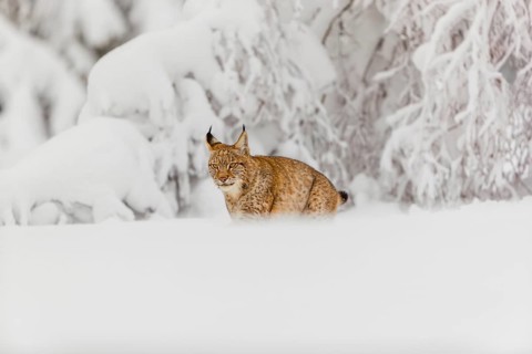 One young male Eurasian lynx, (Lynx lynx), walking through deep snow covered undergrowth in a