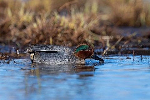 Teal, Creeping Teal or Quail Duck (Anas crecca), Sweden, Europe
