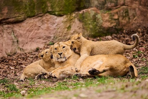Asiatic lion (Panthera leo persica) female (mother) with her cubs, captive