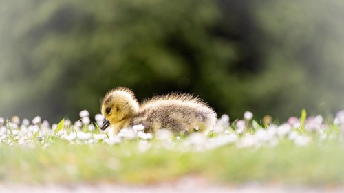 Canada goose chicks (Branta canadensis) lying in the grass and daisies, looking for food, close-up,