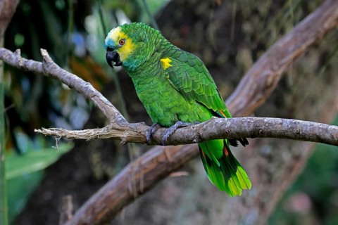 Yellow-headed Amazon (Amazona oratrix), adult, on wait, on tree, Central America, Central America