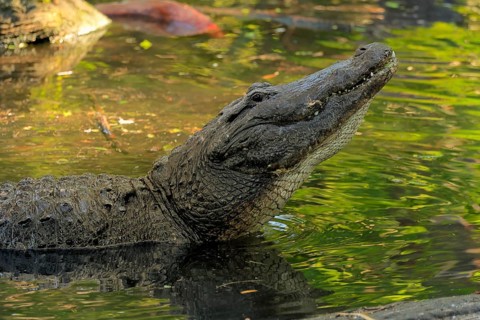 Mississippi Alligator (Alligator mississippiensis), pike alligator, adult, friendly, portrait,