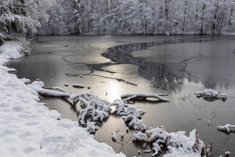 Winter at the Merzteich pond in Friedewald near Niederau, Moritzburg pond area, Saxony, Germany,