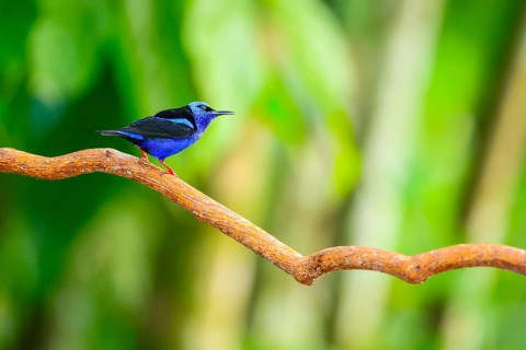 Red-footed honey suckers (Cyanerpes cyaneus), tanagers (Thraupidae), Alajuela, Costa Rica, Central