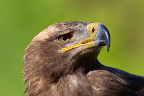 Steppe eagle (Aquila nipalensis) adult bird of prey head portrait, England, United Kingdom -
