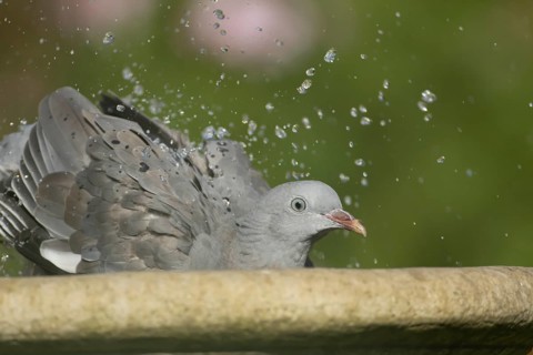 Wood pigeon (Columba palumbus) juvenile bird bathing in a garden water bird bath, England, United