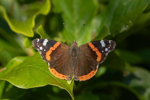 Red admiral butterfly (Vanessa atalanta) adult insect resting on plant leaves in summer, England,