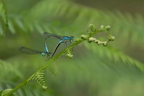 Blue tailed damselfly (Ischnura elegans) adult male and female insects mating on a Bracken plant