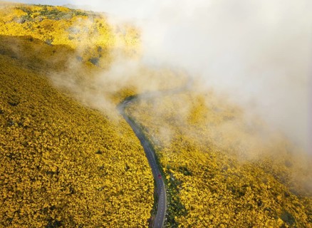 Aerial view of road with red car among yellow Cytisus blooming shrubs near Pico do Arieiro,