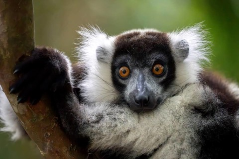 Black-and-white ruffed lemur (Varecia variegata), Le Palmarium reserve, Ambinaninony, Atsinanana,