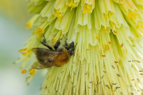 Bumblebee (Bombus spp) adult bee feeding on a Red-hot poker flower in an urban garden in summer,