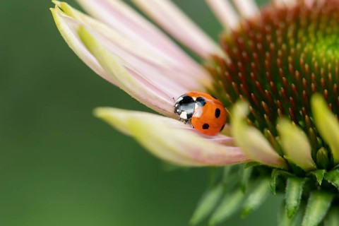 Seven-spot ladybird (Coccinella septempunctata) adult insect on a garden flower in summer, England,