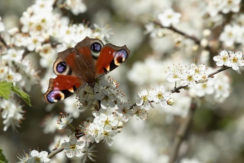 Peacock butterfly (Aglais io) adult insect feeding on a hedgerow Blackthorn blossom flowers in