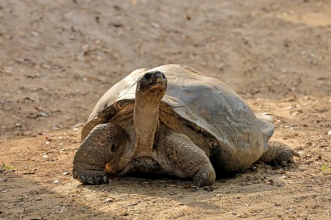 Galapagos giant tortoise (Chelonoidis niger), adult, foraging, captive, Galapagos Islands, Ecuador,