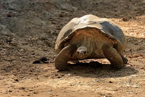 Galapagos giant tortoise (Chelonoidis niger), adult, foraging, captive, Galapagos Islands, Ecuador,