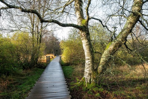 Plank path and bog birch (Betula pubescens) Schwarzes Moor, near Fladungen, Bavarian Rhön Biosphere