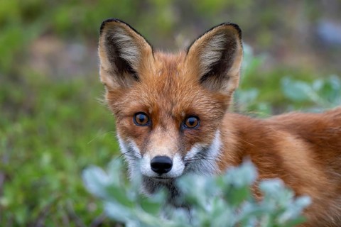 Red fox (Vulpes vulpes), Varanger Peninsula, Finnmark, Norway, Europe