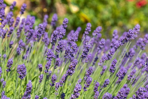 Blooming lavender in summer garden with green background, Netherlands