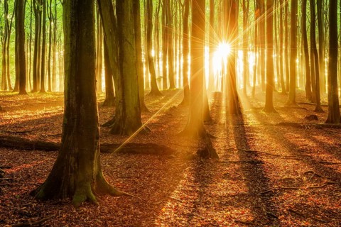 The setting sun shines brightly through a near-natural beech forest (Fagus sp.), Stubnitz forest